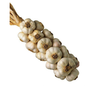 Garlic Braid